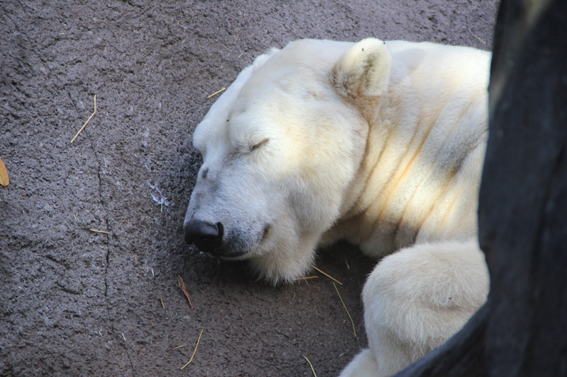slideshow